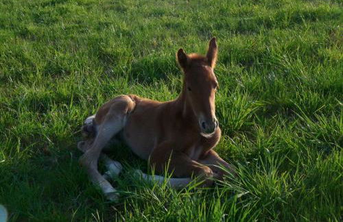 Domaine de la durantie - villa avec jacuzzi - Photo 16