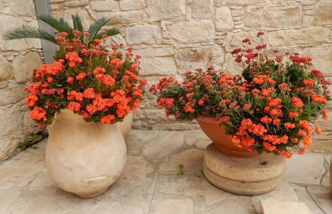 Nikis House - Foto 77