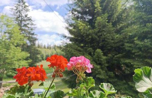 Strażnica Pod Lasem - Foto 49