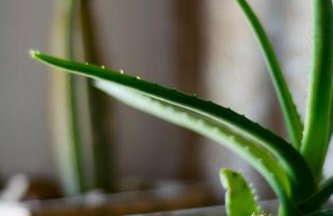 Vasilikata - Foto 90