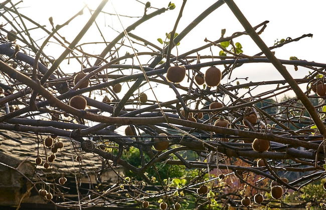 Eden Concept - Foto 63