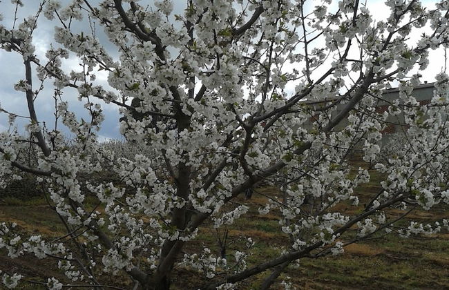 Casa Rural la Vallejera - Photo 31