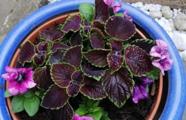 Urlaub mit Charme in der kleinsten Stadt der Pfalz. - Foto 53