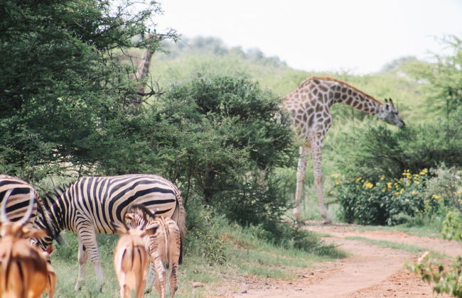 Buyskop Lodge - Foto 28