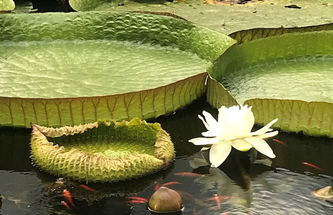 Annie's Escape in Warburton - Foto 24