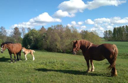Siedlisko nad Łąkami - Foto 19