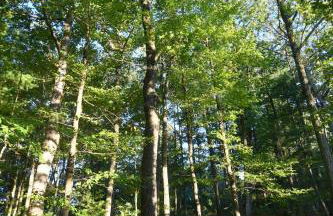 The Outlook - Pet Friendly, Grill, Wifi, View, Fire Pit, Deck, Family Friendly, Foosball, Game Room, King Bed, Fireplace - Photo 84