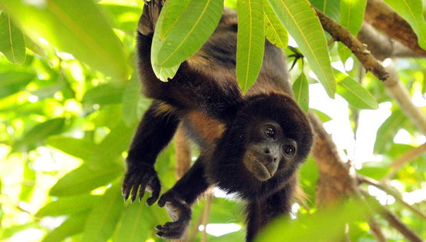 Billet pour le parc d'attraction Rainforest Atlantic - Photo 3