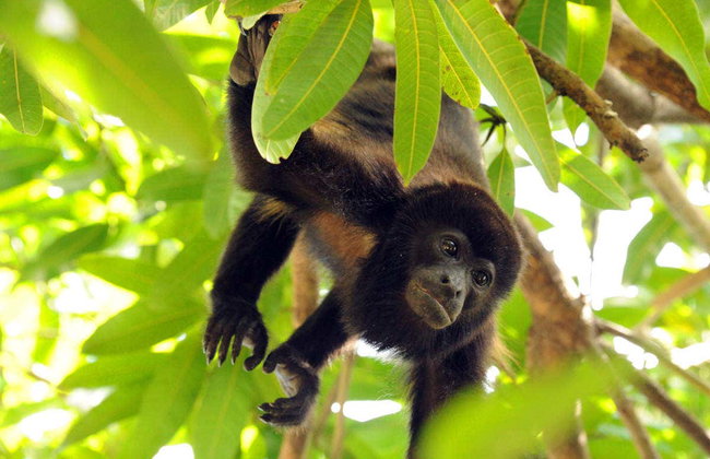Rainforest Pacific Adventure Park - Photo 3
