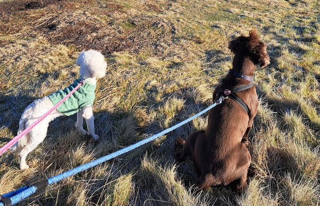 Cosy Cottage in the Village of St Bees - Photo 8