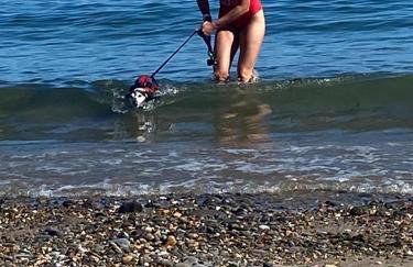 Adorable bedsit for you, partner and your pet! - Foto 49