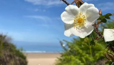 Sunny Nook, Pretty 1 bed modern cottage close to Woolacombe - Foto 4