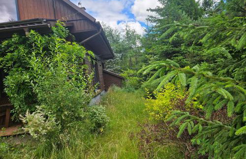 Leśne Wspomnienia - Foto 26