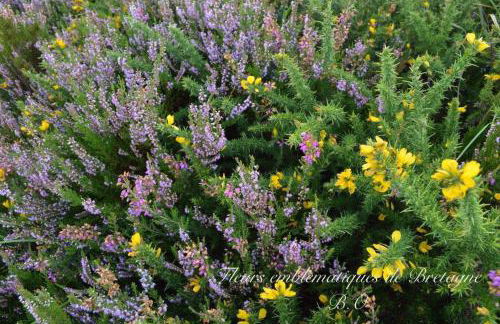 Le Clos des Agapanthes - Foto 39