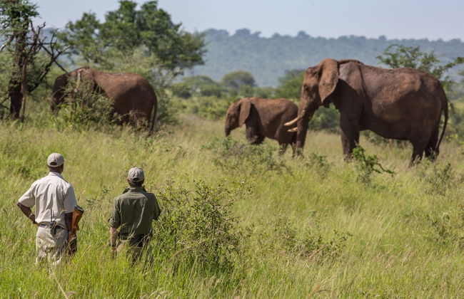 Elewana Tarangire Treetops - Foto 10