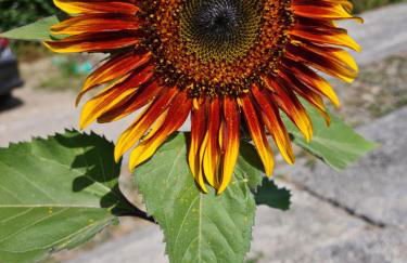 Dolce risveglio a Sweet Home 20 km da Sanremo Festival - Foto 49