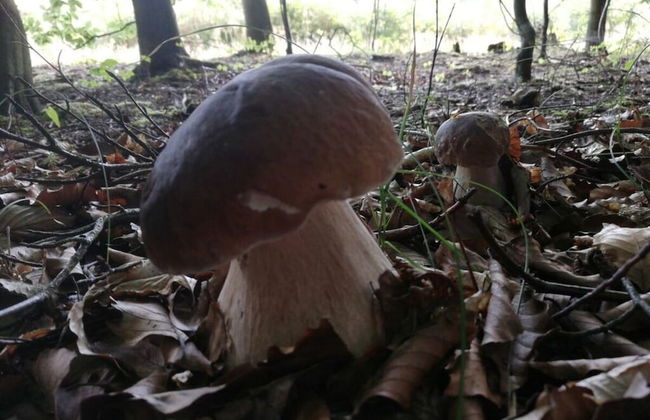 Apartment at the Knappensee in Gross Sarchen - Foto 12