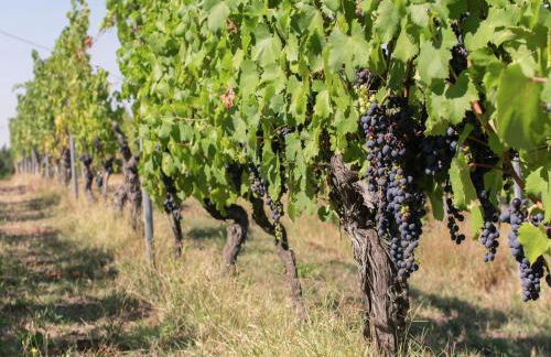 Guest House in Monferrato With Wine Tasting - Foto 36