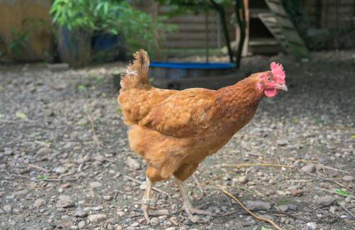 Colmar Friends and Familly guest home - ALL INCLUSIVE - COLMAR Gare - Jardin - Combles et Vous - Foto 76