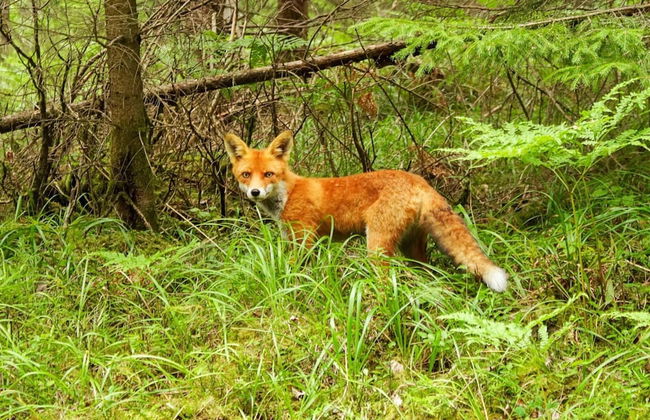 4 Person Holiday Home in Sandhem - Foto 28