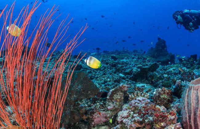 Diving in Trincomalee - Foto 1