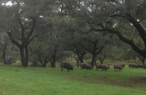 Casa Rural Monterrey Aroche - Foto 37