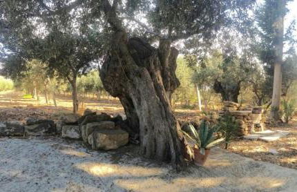 RUSTICO FRA IL VERDE E IL MARE a LIDO VALDERICE - Foto 22
