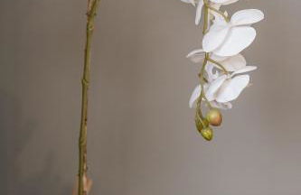 Studios Exclusivos Xavishome Granja Brasil Itaipava - Foto 73