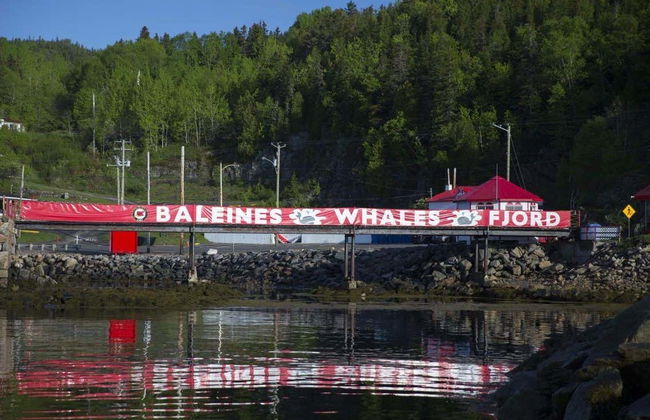 Giro in zodiac con avvistamento di balene - Foto 5
