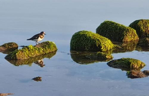 Ferienhaus Nordstrand Whg 5 - Foto 31