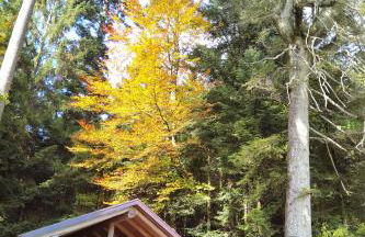 Tiny-Ferienhäusle Casa Wendy - Photo 24