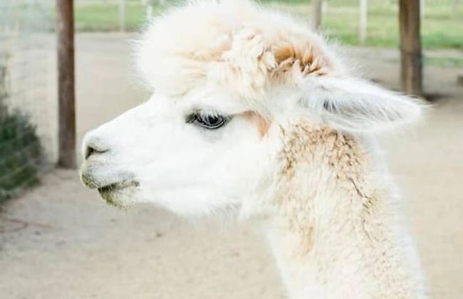 Wine Suite at Rellik House. Winery & Alpaca Farm - Foto 21