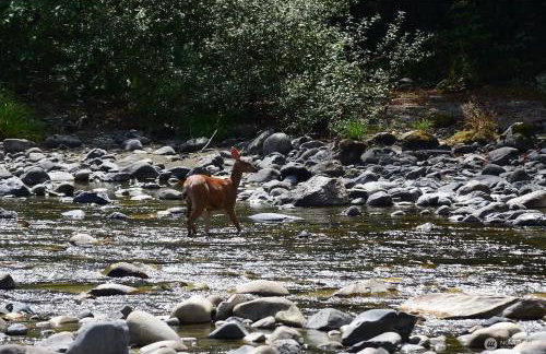Riverfront cabin with hot tub and sauna 1st floor - Foto 10