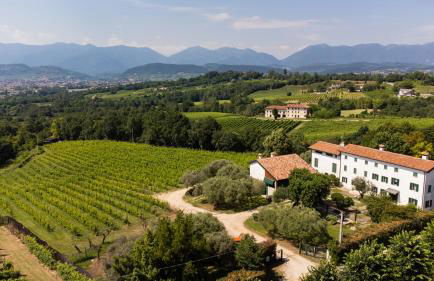 GATTO IN VIGNA - Foto 3