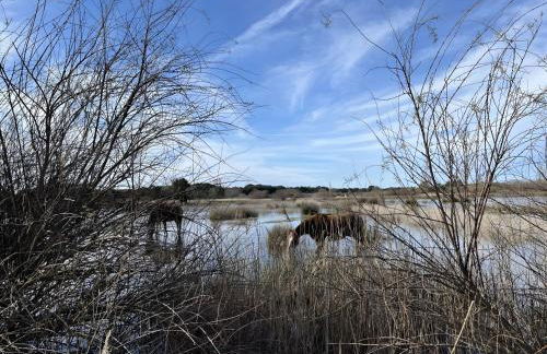 La petite maison avec palmier - Foto 12