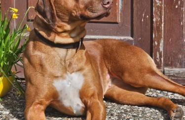 Ferienwohnungen Das Finkhaus - Foto 47