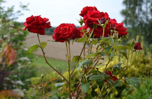 Zielono Mi - Dom Gościnny w Łapalicach - Foto 28