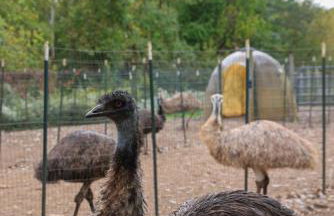 Bucks County Home Farm Philadelphia Dog Friendly - Foto 47