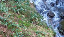 Schnucki Lautenthal - Foto 5