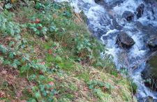 Schnucki Lautenthal - Foto 5