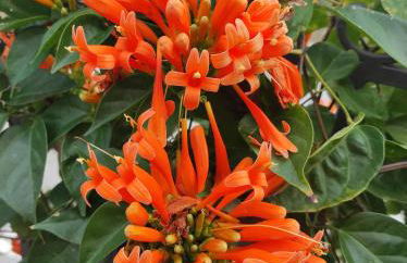 Holiday home Mennulita - Foto 50