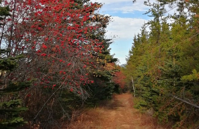 Les Trois Mentors Ghandi, Mandela, Luther King - Foto 30