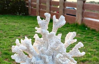 Corali House - Foto 58