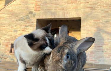 Agriturismo - La Campagna di San Francesco - Foto 7