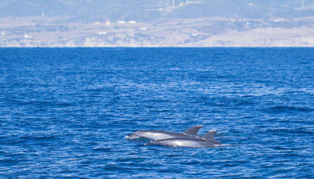 Gibraltar Dolphin Watching Tour - Foto 4