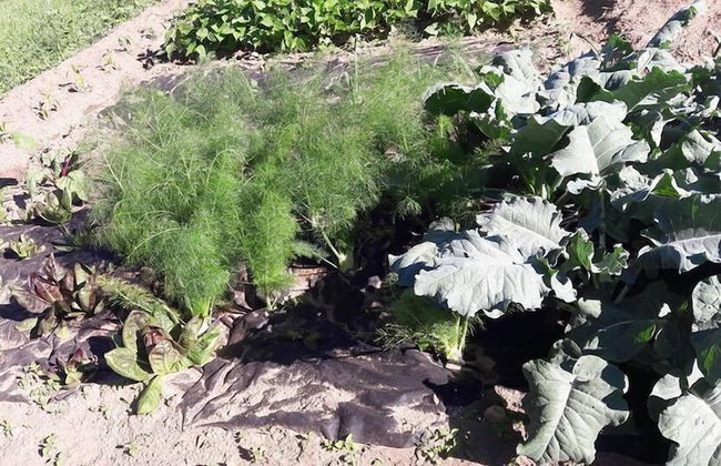 Agritur Sole Levante - Foto 42