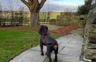 Cosy Cottage near Brimham Rocks Yorkshire Dales - Photo 17