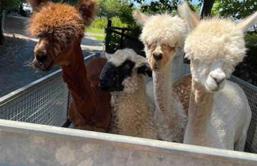 Y Boidy Bach - Photo 26