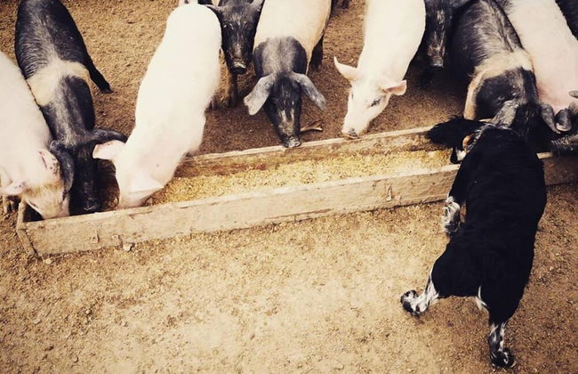 Agriturismo Grecinella - Foto 88