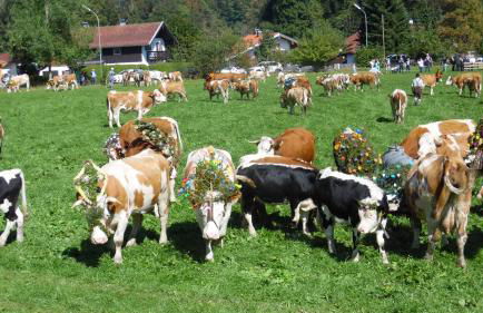 Ferienwohnung Fritzenwenger - Foto 39